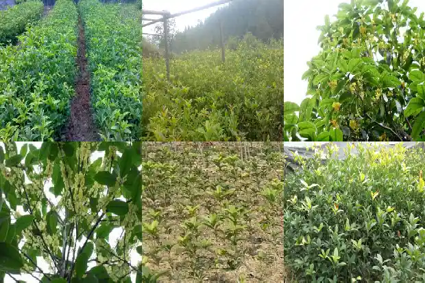 桂花白色的好还是金色的好1689576850458