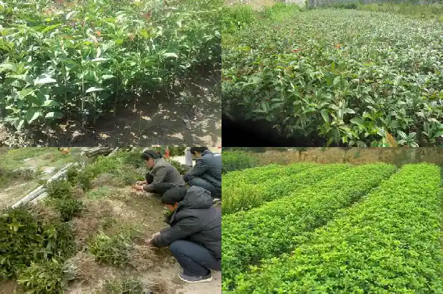 盆栽桂花苗直播间布置1686876825272