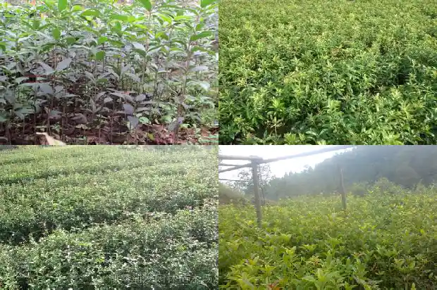 盆栽桂花苗哪个地方的好看1686876835337