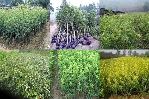 盆栽桂花苗哪个地方的好看1686876835433