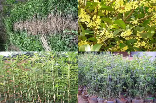 桂花树成活率高不高的原因有哪些1688862000098