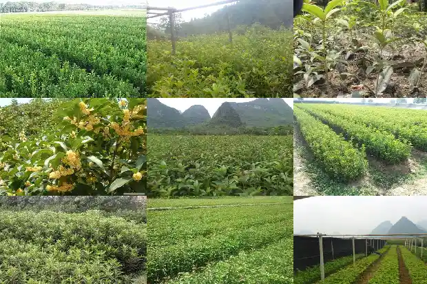 新移栽的桂花树有的叶子干了什么原因1686876843146