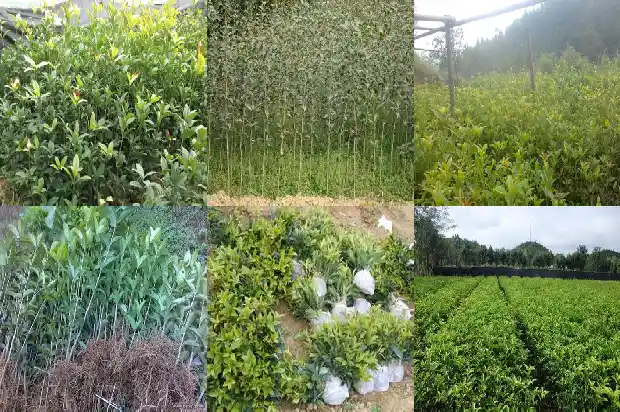 盆栽桂花苗怎样生根发芽1686876850679