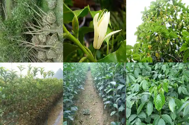 盆栽桂花苗怎样生根发芽1686876850727