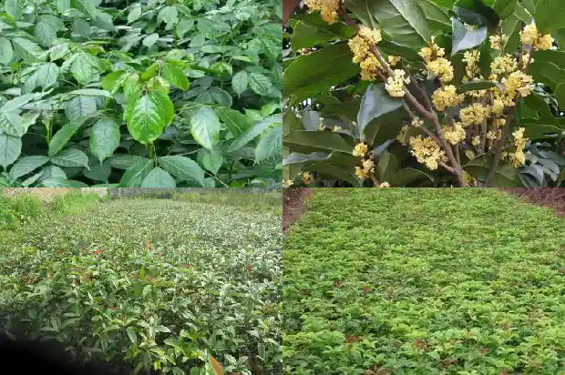 桂花树用什么生根方法1686876862502