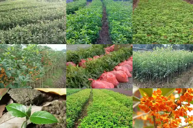 桂花树用什么生根方法1686876862550