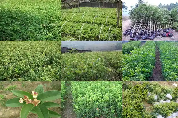 盆栽桂花苗怎么选择1686876874528