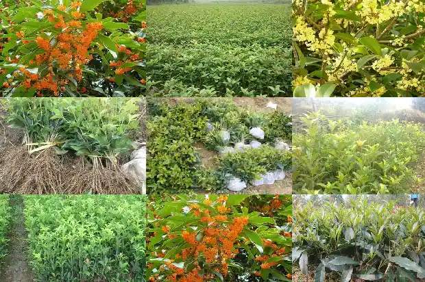 盆栽桂花苗怎么选择1686876874574
