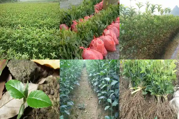 盆栽桂花苗怎么选择1686876874620