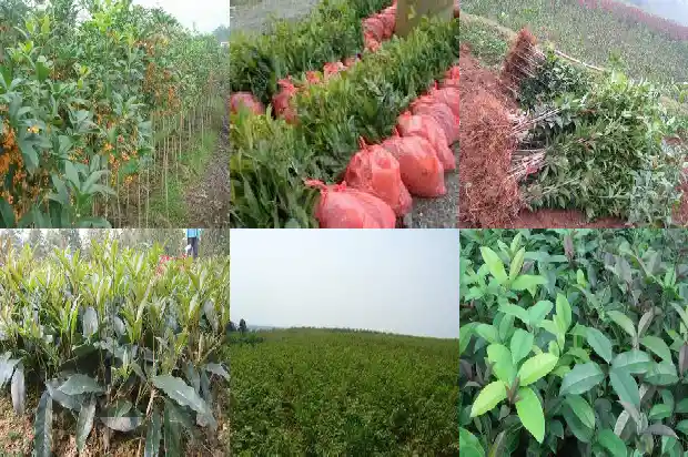 盆栽桂花苗怎么选择1686876874668
