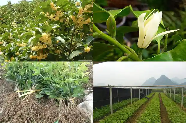 盆栽桂花苗几天浇一次水好1686876886630