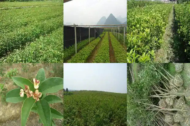 盆栽桂花苗几天浇一次水好1686876886675