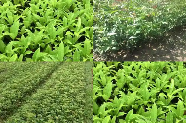 盆栽桂花苗几天浇一次水好1686876886721