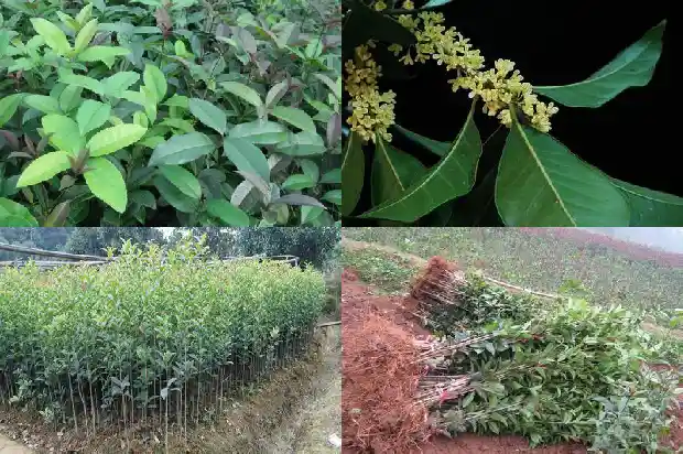 盆栽桂花苗用什么土最好1686876896614