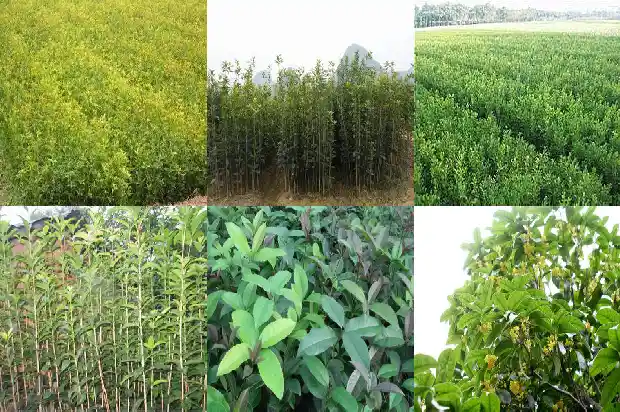 盆栽桂花苗用什么土最好1686876896660