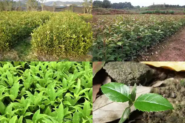 盆栽桂花苗用什么土最好1686876896706