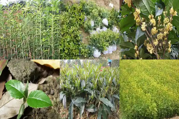 桂花苗什么品种最好看1686876908905