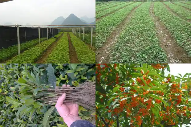 桂花苗什么品种最好看1686876908996