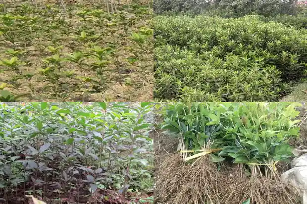 桂花苗什么品种最好看1686876909042
