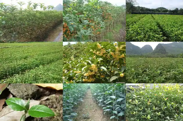 桂花种那个品种好1686876916531