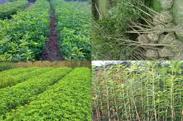 桂花最新品种介绍1686876926404