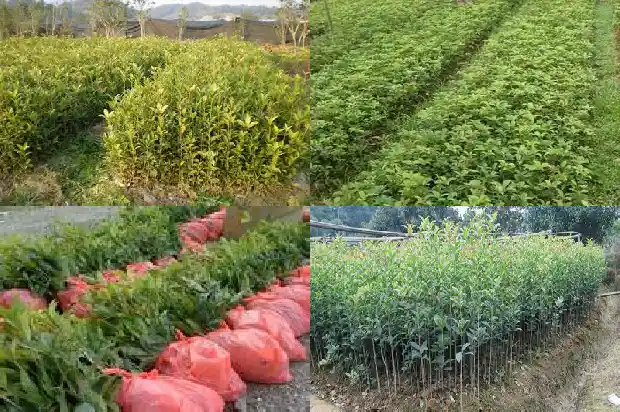 桂花最新品种介绍1686876926452