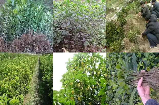 桂花最新品种介绍1686876926500