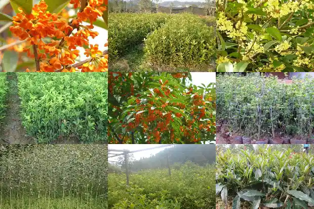 桂花苗是什么样的形状1686876948240