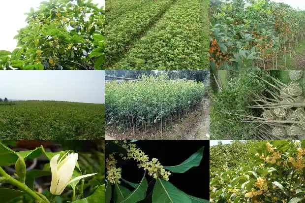 桂花常用栽培品种有1686876960392