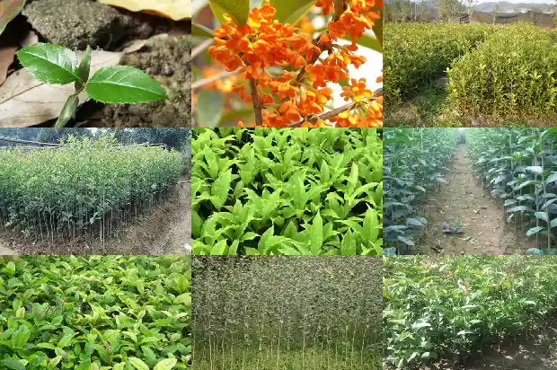 买哪种桂花苗比较好养护1686876968050
