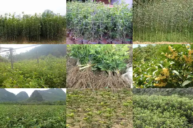 买哪种桂花苗比较好看又好养1686876977657