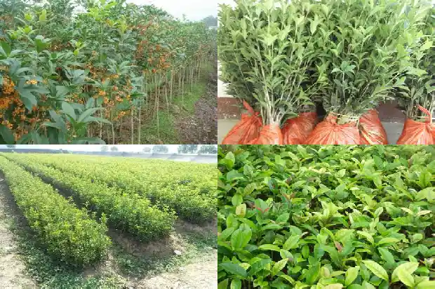 怎样选桂花树苗最好1686876996547
