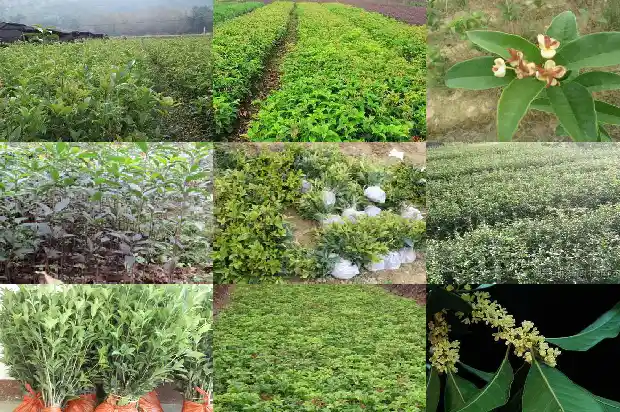 怎样选桂花树苗最好1686876996595