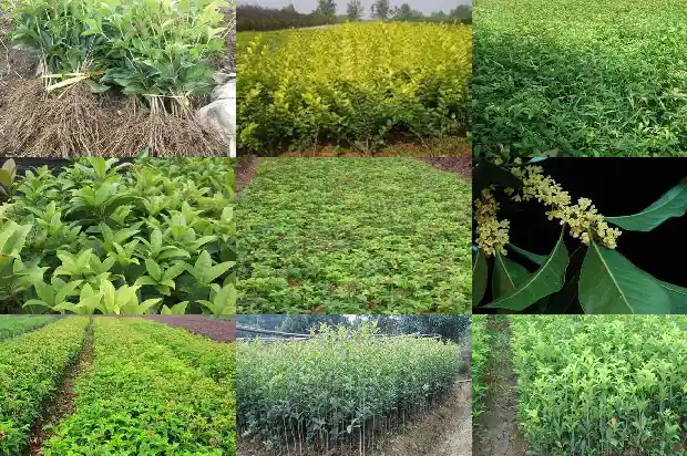 怎样选桂花树苗最好1686876996642