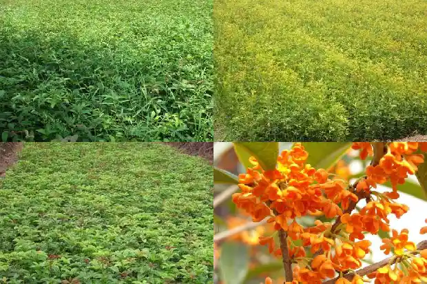 金桂花怎么吃最好吃1686877006407