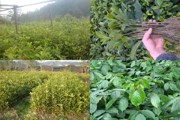 金桂花怎么吃最好吃1686877006455