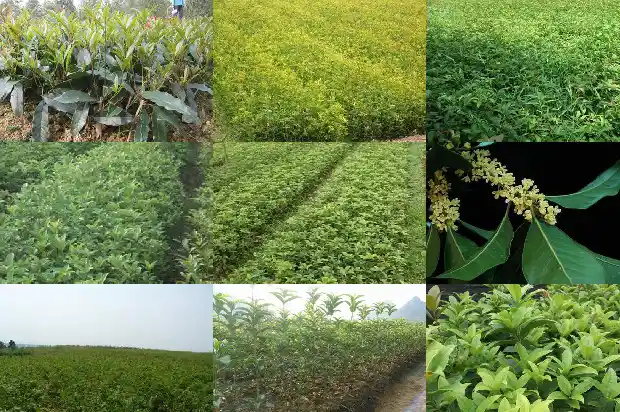 金桂花怎么吃最好呢1686877013869