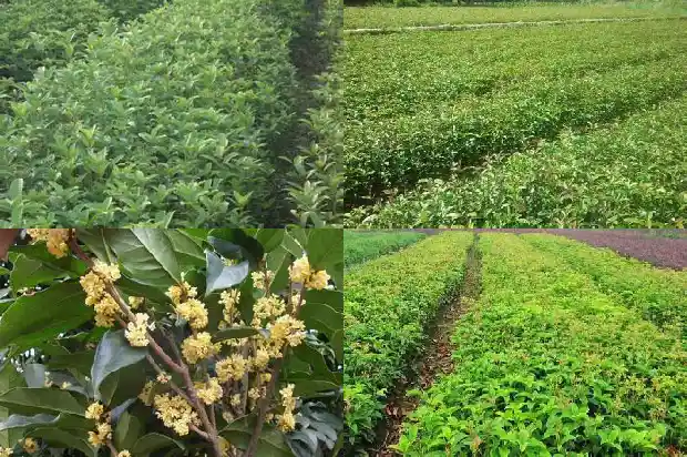 金桂花怎么吃最好呢1686877013915