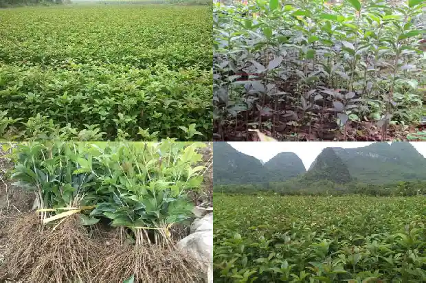 金桂花禁忌1686877025635