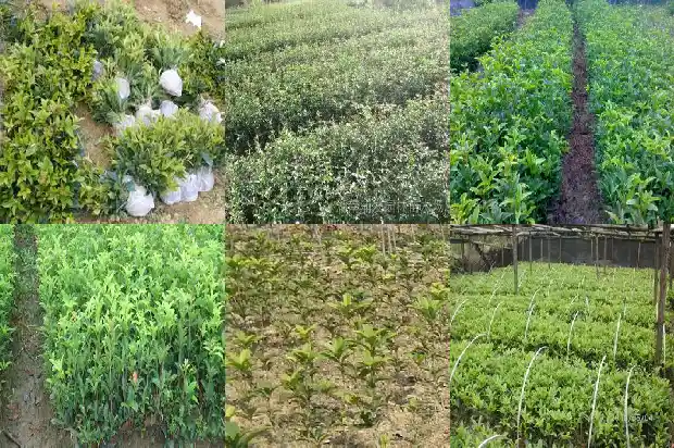 金桂花禁忌1686877025683
