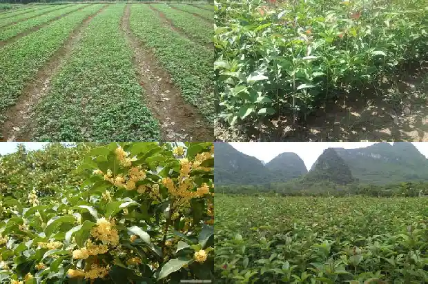 金桂花禁忌1686877025731