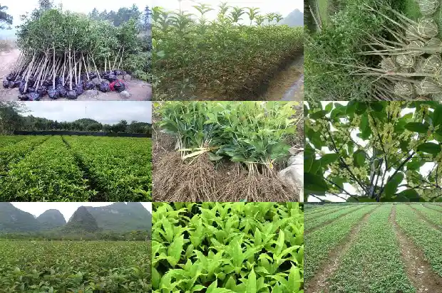 金桂花禁忌1686877025779
