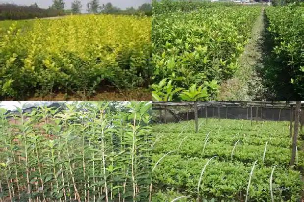 银桂花能吃吗?1686877038061
