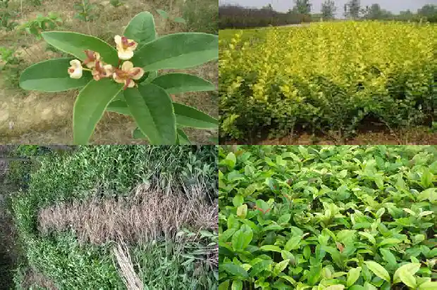 金桂银桂花泡脚什么功效1686877050506