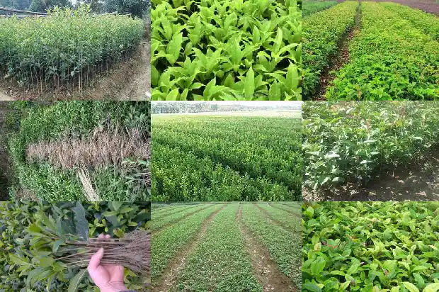 金桂银桂花泡脚什么功效1686877050601