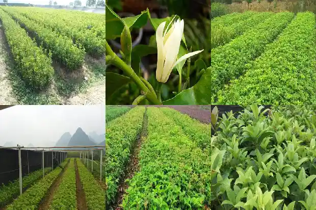 金桂花的吃法有哪些1686877058088
