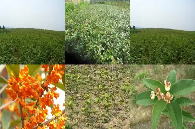 丹桂花和金桂花的区别1686877075356