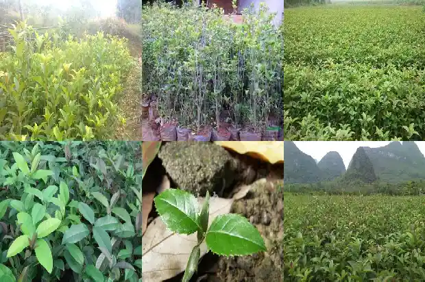 百年桂花树市场价格表1689727124087