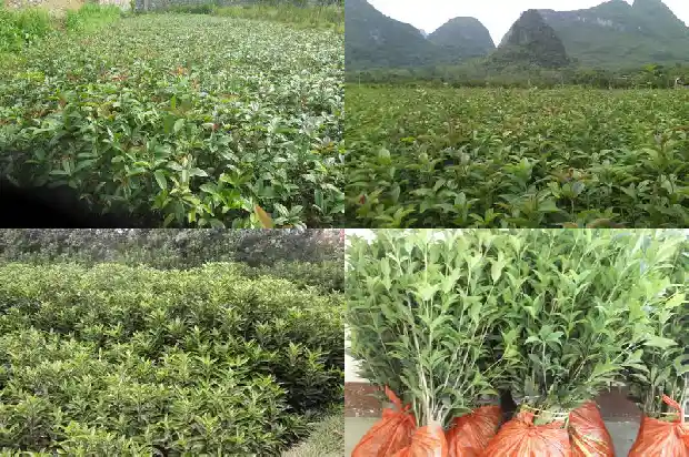 金黄色桂花可以吃吗1686877096701