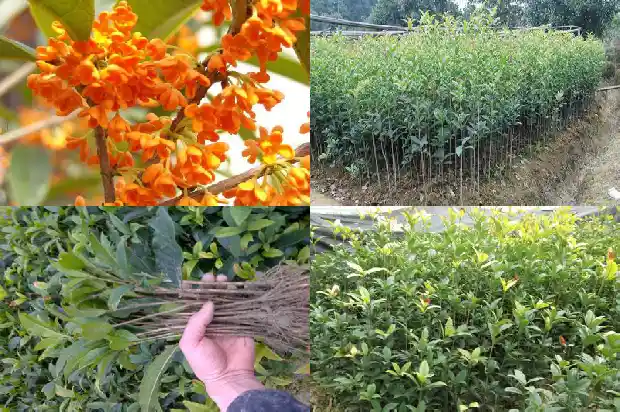 桂花怎么吃好吃1686877104841